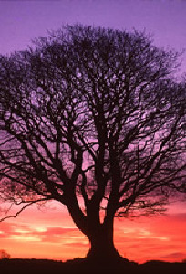 Tree of Life with Setting Sun - Rays of Wisdom - Healers & Healing - The Mythology of the Tree of Life