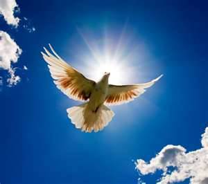 Dove of Peace - Peace Prayer - Rays of Wisdom - Relationship Healing