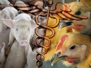 Rays of Wisdom - Our World In Transition - Bird Flu And Swine Flu - Is The Animal Kingdom Striking Back?