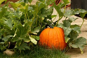 Rays Of Wisdom – Our World In Transition – Ideas That Changed Our World – Pumpkins In God's Garden