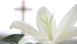 Lily of Peace - Comfort for the Bereaved - Rays of Wisdom