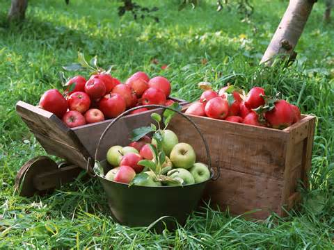 Rays of Wisdom - Healers And Healing - The Apples Of My Tree