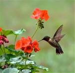 The Hummingbird - Guidance from the Universe - Rays of Wisdom - Relationship Healing