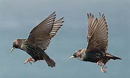 The Flight Of The Starlings - Rays of Wisdom - Relaltionship Healing - Guidance from the Universe
