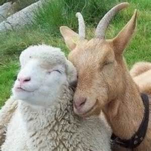 Rays of Wisdom - Astrology As A Lifehelp On The Healing Journey - The Sheep And The Goats