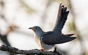 Rays Of Wisdom – Songs Of Inspiration – Amazing Grace - How Sweetly Does The Cuckoo Really Call?