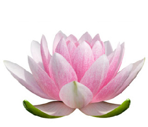 Healing Lotus - Real Friends - Rays of Wisdom - Words & Prayers for Healing Friendships