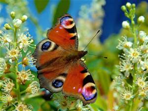 Rays Of Wisdom - Words Of Hope And Encouragement - Each Day Is A Precious Gift