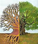 Tree Of Life - Rays of Wisdom - Words & Prayers of Wisdom from the Tree Of Life