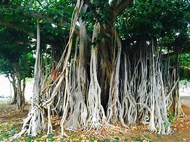 Rays Of Wisdom - Our World In Transition - The Buddha Legend - Sitting Under A Banyan Tree