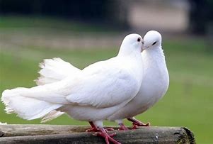 Rays Of Wisdom - Our World In Transition - Looking At The Year 2020 - The Pidgeon/Dove As Animal Totem - Messenger Of Peace - Part Two
