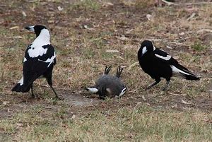 Rays Of Wisdom - Our World In Transition - Looking At The Year 2020 - The Magpie As Animal Totem - Part Three