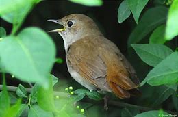 Rays Of Wisdom - Our World In Transition - Looking At The Year 2020 - The Nightingale's Song