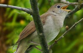 Rays Of Wisdom – Our World In Transition – Nothing But The Truth – Sing, Sweet Nightingale