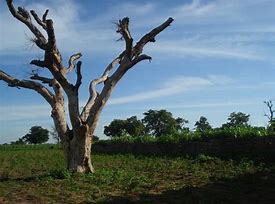 Rays Of Wisdom - Our World In Transition - Christianity - A Tree With Weak Roots